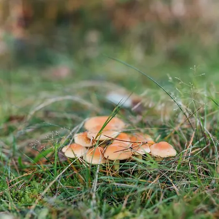 Dom wakacyjny Ultiem Ontspannen In Luxe En Design Ingericht Tiny House Onyx In Bosrijke Omgeving