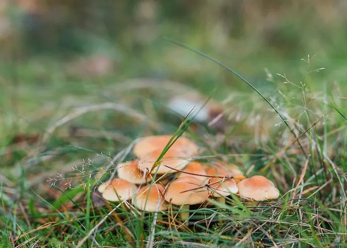 Semesterbostad Ultiem Ontspannen In Luxe En Design Ingericht Tiny House Onyx In Bosrijke Omgeving